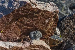 Pika: Young American pika (Ochotona princeps) resting