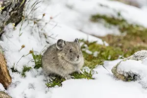 Pika: Young American pika (Ochotona princeps) after summer