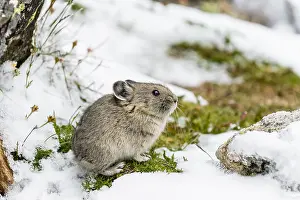 Pika: Young American pika (Ochotona princeps) after summer
