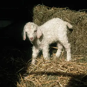 Kids: Young Angora goat