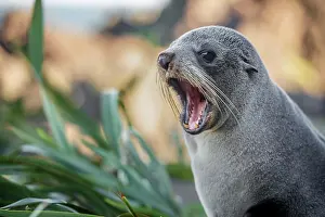 Wellington: Young animal, New Zealand fur seal (Arctocephalus