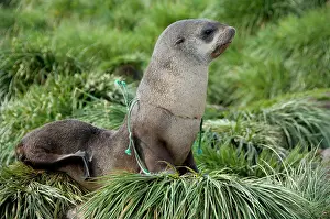Accident: Young Antarctic fur seal (Arctocephalus
