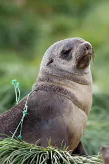 Accident: Young Antarctic fur seal (Arctocephalus