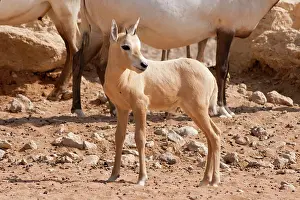 Leucoryx: Young Arabian Oryx