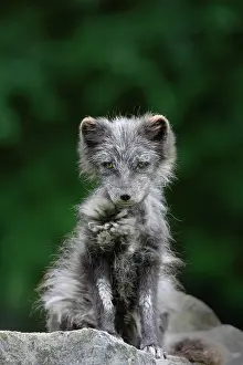 Wald: Young Arctic Fox (Alopex lagopus), Bavarian Forest