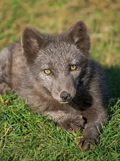 Relaxed: Young Arctic fox, blue morph, in an enclosure for orphaned