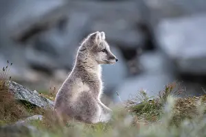 Dovrefjell: Young arctic fox (Vulpes lagopus), Dovrefjell-Sunndalsfjella