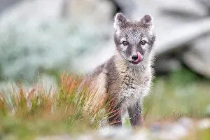 Dovrefjell: Young arctic fox (Vulpes lagopus), Dovrefjell-Sunndalsfjella