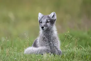 Icelands: Young Arctic fox (Vulpes lagopus)