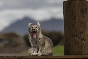 Home: Young Arctic fox (Vulpes lagopus) sitting in front of a house