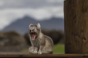 Home: Young Arctic fox (Vulpes lagopus) sitting in front of a house
