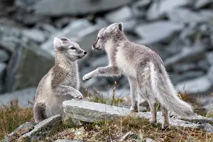Dovrefjell: Two young arctic foxes (Vulpes lagopus) playing
