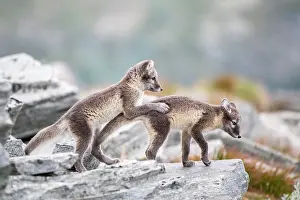 Dovrefjell: Young arctic foxes (Vulpes lagopus) playing, Dovrefjell-Sunn