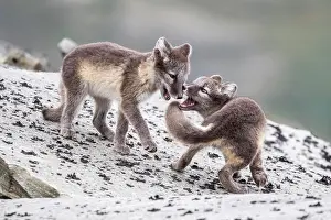 Dovrefjell: Young arctic foxes (Vulpes lagopus) playing, Dovrefjell-Sunn