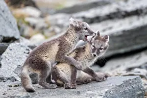 Dovrefjell: Young arctic foxes (Vulpes lagopus) playing, Dovrefjell-Sunn