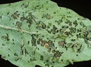Tobacco: Young armyworm caterpillars