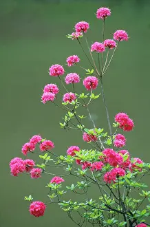 Azaleas: Young Azalea - shrub growing at lakside