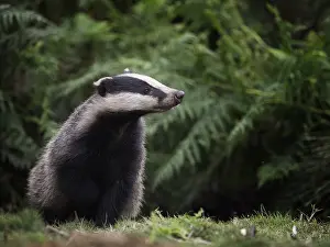 Leafing: A young Badger cub emerges from his sett in the