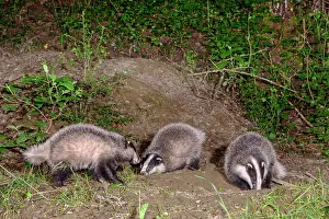 Badger: Young badgers (Meles meles) playing in front of