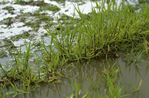 Waterlogged: Young Barley in waterlogged soil