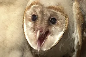 Nestbox: Young Barn Owl