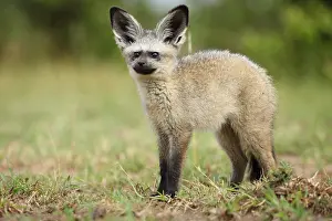 Otocyon: Young bat eared fox (Otocyon megalotis), Masai Mara