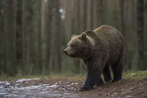 Roads: Young bear... European brown bear (Ursus arctos) cautiously leaving the forest