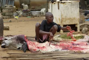 Connective: Young Beninese ending butchering of a cow Benin