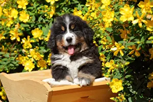 051218: Young Bernese Mountain Dog on wheelbarrow ; Age: