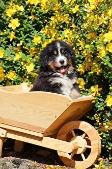 051218: Young Bernese Mountain Dog on wheelbarrow ; Age: