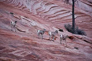 Zion: Young Bighorn Sheep (Ovis canadensis). Zion National
