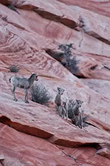Zion: Young Bighorn Sheep (Ovis canadensis). Zion National