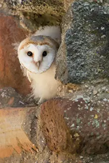 Alba: Young bird of one (Tyto alba) in its nest in a church