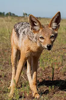 Mesomelas: Young Black-backed jackal (Canis mesomelas ) in