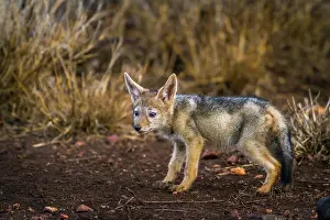 Transborder: Young Black-backed jackal (Canis mesomelas) in Kruger