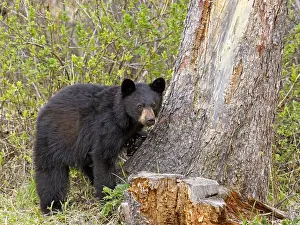 Omnivore: Young Black Bear standing by spruce tree, looking