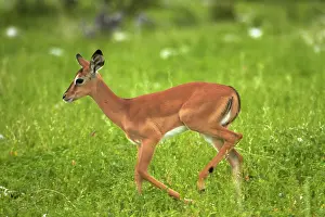 Petersi: Young Black-faced impala ( Aepyceros melampus