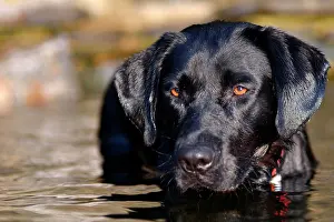Glances: Young black Labrador dog standing in the water