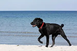 300517: Young black Labrador Retriever dog running on the