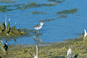 Himantopus: Young Black-necked stilt