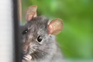 Rattus: Young Black Rat (Rattus rattus) curious standing