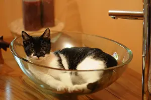 Shower: Young Black and White Cat in a basin bathroom