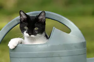 Cans: Young black and white cat playing in a sprinkler France