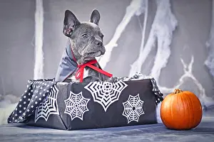 Vampire: Young blue French Bulldog dog wearing a vampire