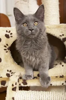 Welfare: Young blue Maine Coon in a cat tree