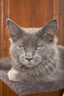 Welfare: Young blue Maine Coon lying on a cat tree