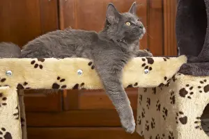 Welfare: Young blue Maine Coon lying on a cat tree