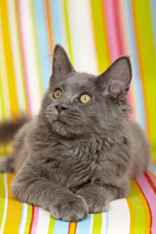 Armchair: Young blue Maine Coon lying on a multicoloured armchair