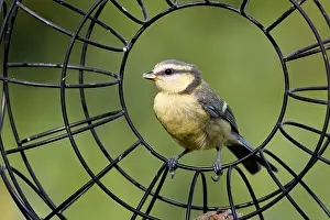Ring: Young blue tit in the feeding ring