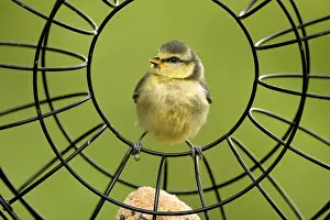 Ring: Young blue tit in the feeding ring